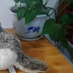 Grijze Siberische Wolf Knuffel Zachte Pluche De Knuffel