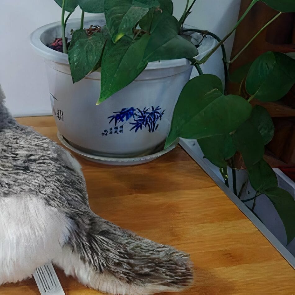 Grijze Siberische Wolf Knuffel Zachte Pluche De Knuffel