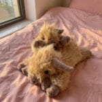Highland Koe Verzwaarde Knuffel Met Warmte En Diepe Druk De Knuffel