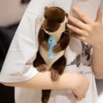 Knuffel Otter Liggend Zachte Pluchen Speelmaatje voor Kinderen De Knuffel