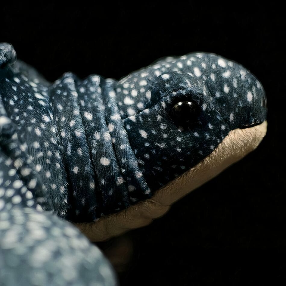 Knuffel Schildpad Van Mer 30 Cm Zacht Realistisch De Knuffel