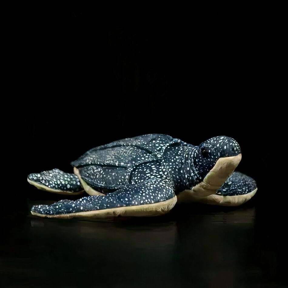 Knuffel Schildpad Van Mer 30 Cm Zacht Realistisch De Knuffel