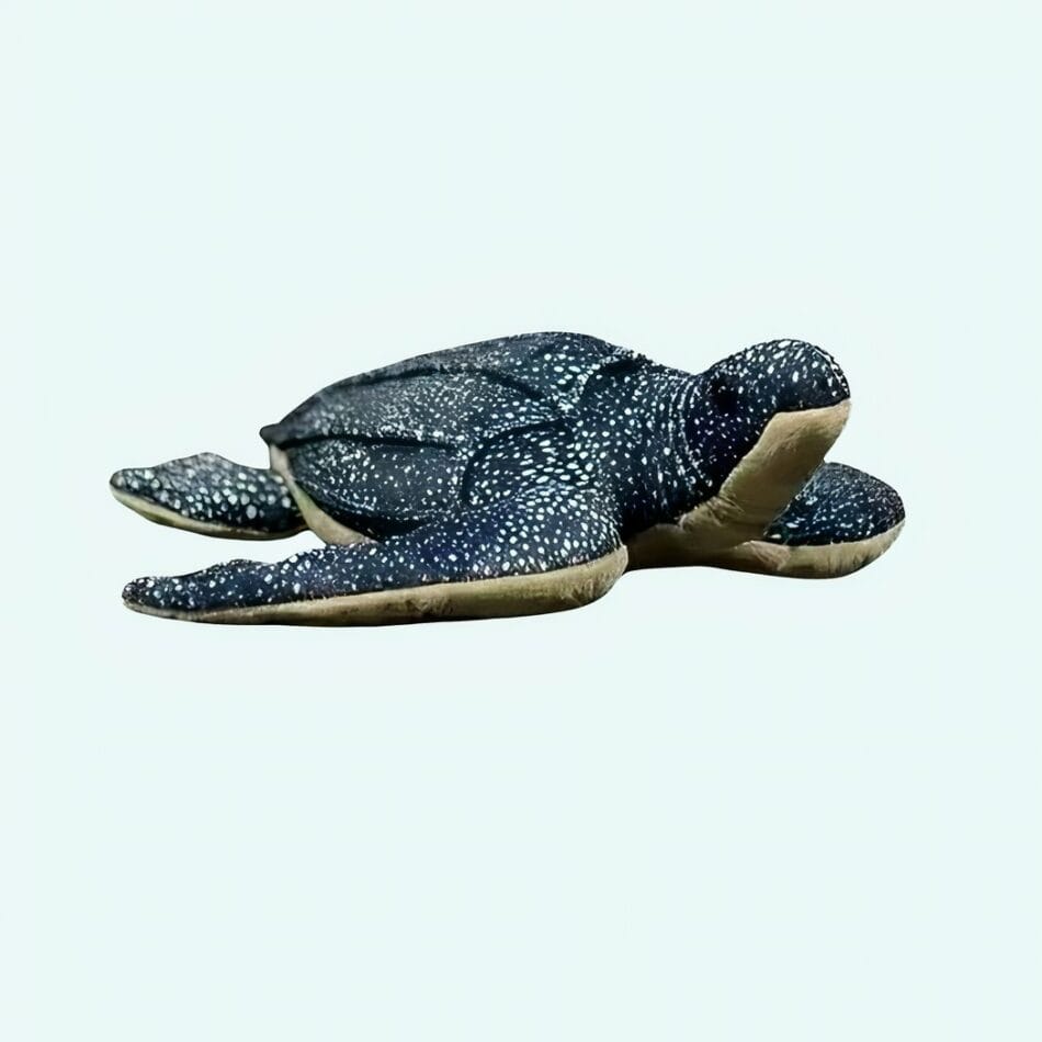 Knuffel Schildpad Van Mer 30 Cm Zacht Realistisch De Knuffel