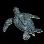 Knuffel Schildpad Van Mer 30 Cm Zacht Realistisch De Knuffel