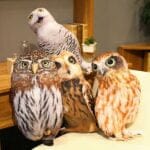 Knuffel Uil Bruin en Wit met Pluizige Vacht en Grote Ogen De Knuffel