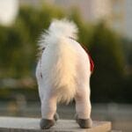 Knuffelpaard Maximus Uit Rapunzel Met Prinses Speelthema De Knuffel
