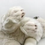 Knuffelwolf Zittend 50 Cm Voor Kinderen Leuk De Knuffel