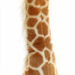 Savanneknuffels Olifant en Giraf Zachte Pluche Voor Kleine Handjes De Knuffel