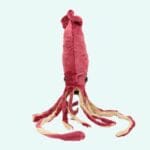 XXL Knuffel Octopus met Realistisch Formaat en Zacht Materiaal De Knuffel