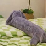 XXL Olifant Knuffel Kussen Met Zachte Grijze Vacht De Knuffel