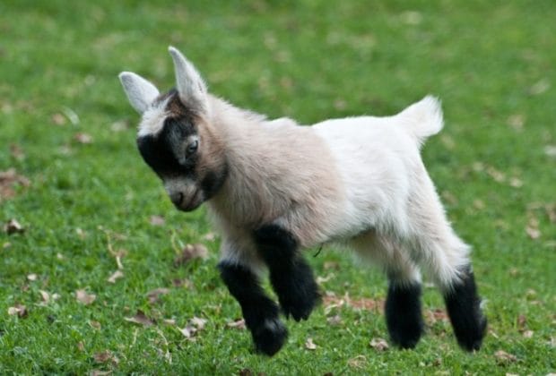 Zwarte Geit Knuffel in Rock Gothique Stijl De Knuffel