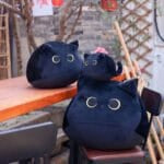Zwarte Knuffelkat Met Grotes Ogen Beschikbaar In 10 30 En 40 Cm De Knuffel